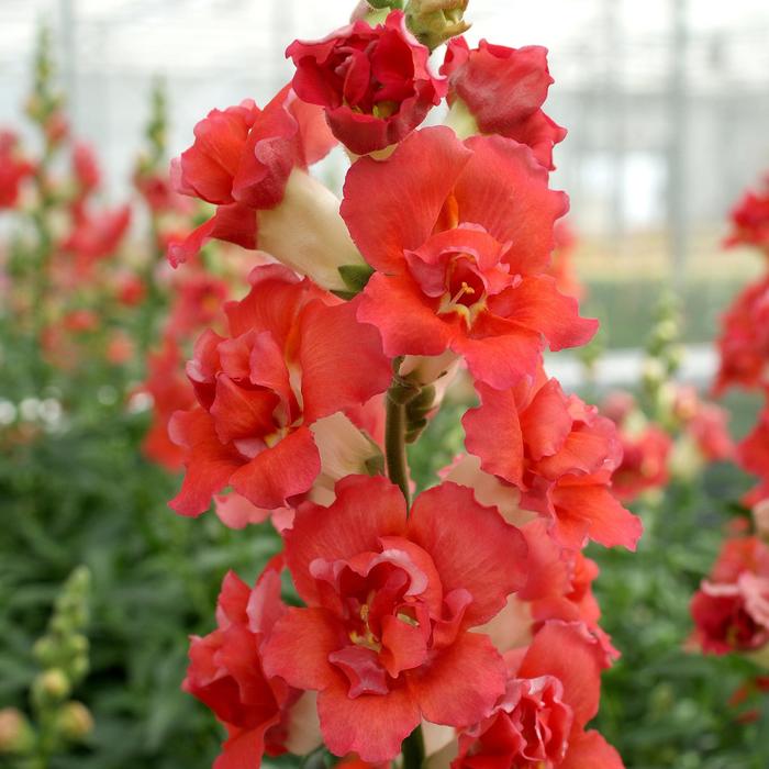 'DoubleShot Orange Bicolor' Snapdragon - Antirrhinum majus from Bloomfield Garden Center