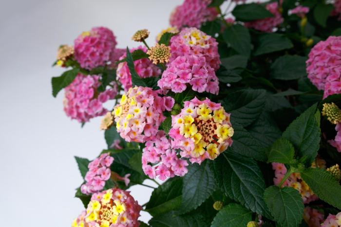 SunDance&trade; Pink - Lantana camara from Bloomfield Garden Center