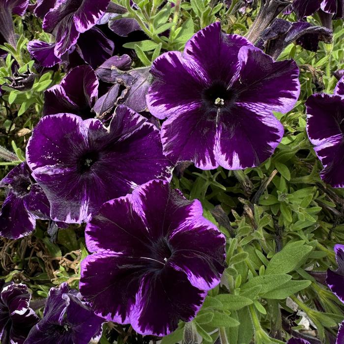 Crazytunia&reg; 'Cosmic Violet' - Petunia - Premium from Bloomfield Garden Center