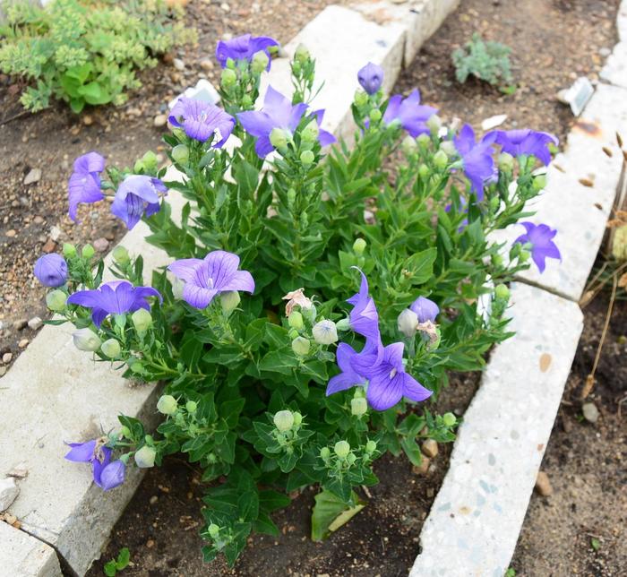 'Sentimental Blue' Balloon Flower - Platycodon grandiflorus from Bloomfield Garden Center