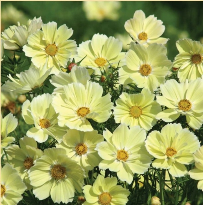 'Xanthos' - Cosmos bipinnatus from Bloomfield Garden Center