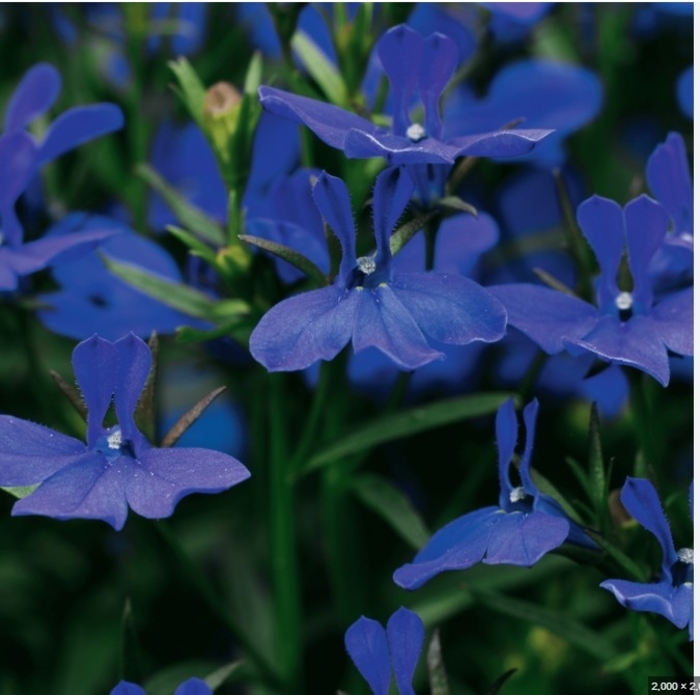 'Regatta Midnight Blue' - Lobelia erinus from Bloomfield Garden Center
