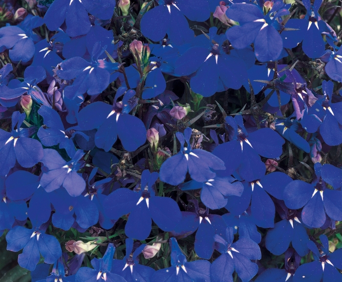 Riviera 'Marine Blue' - Lobelia erinus from Bloomfield Garden Center