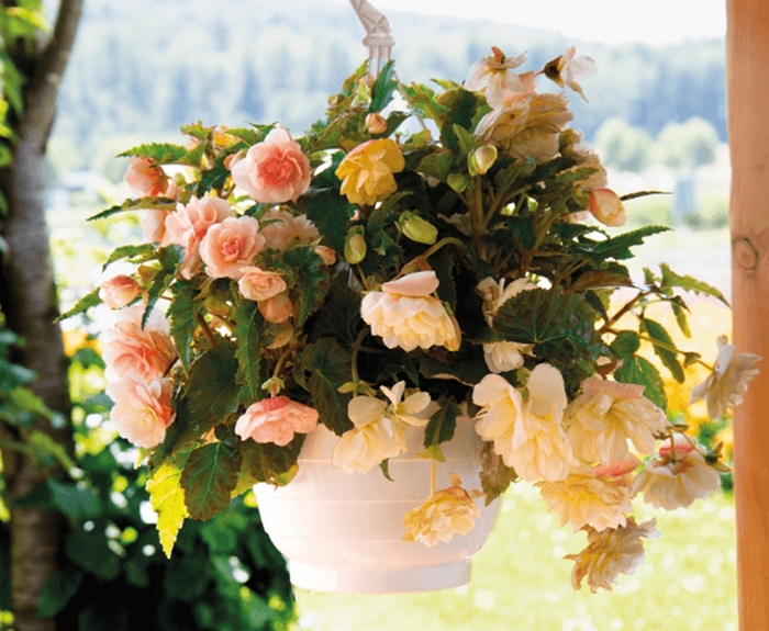 Nonstop&reg; Joy Peaches and Dreams - Begonia x tuberhybrida (Tuberous Begonia) from Bloomfield Garden Center