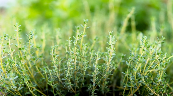 'Orangelo' Thyme - Thymus fragrantissimus from Bloomfield Garden Center