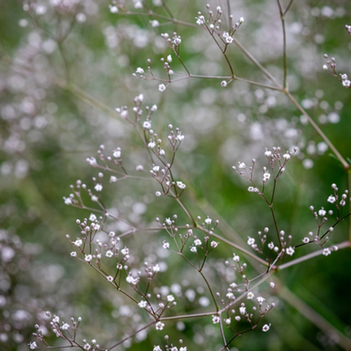 'Single White' Baby's Breath - Gypsophila from Bloomfield Garden Center