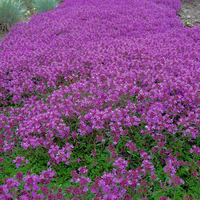 'Minus' Creeping Thyme - Thymus praecox from Bloomfield Garden Center