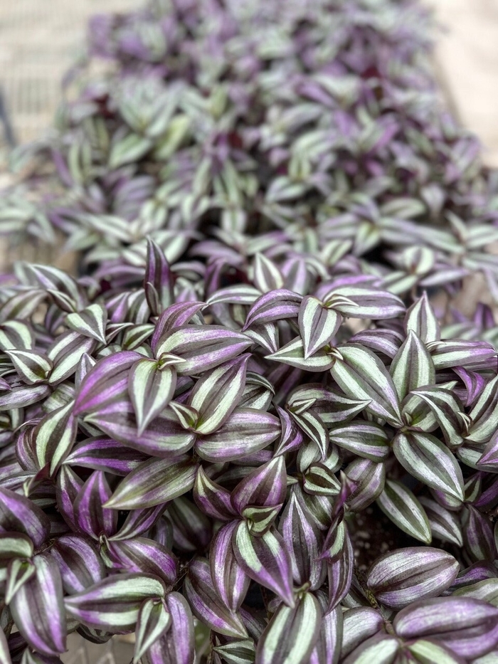 Wandering Jew - Tradescantia zebrinus from Bloomfield Garden Center