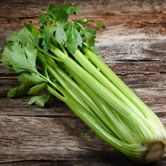 'Tango' Celery - Apium graveolens var. dulce from Bloomfield Garden Center