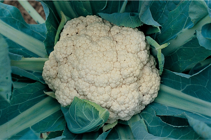 'Snow Crown' Cauliflower - Brassica oleracea from Bloomfield Garden Center