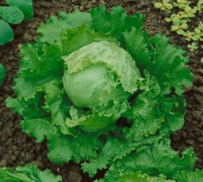 'Great Lakes' Lettuce - Lactuca sativa from Bloomfield Garden Center