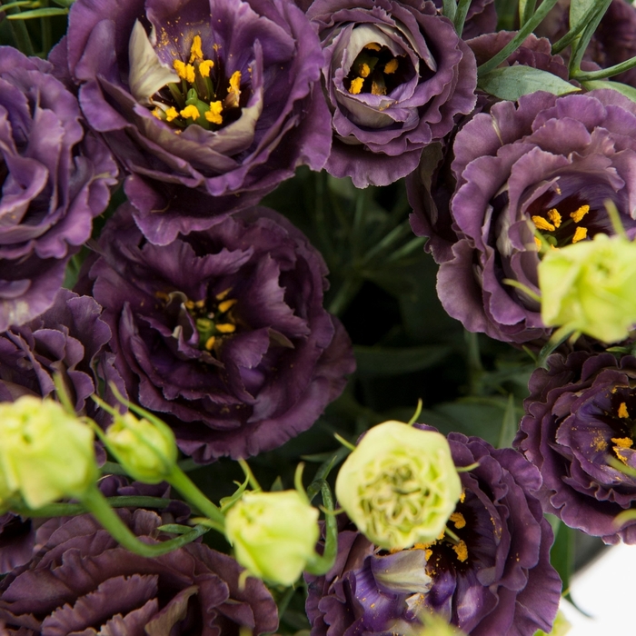 Rosanne&reg; 1 'Black Pearl' - Eustoma grandiflorum (Lisianthus) from Bloomfield Garden Center