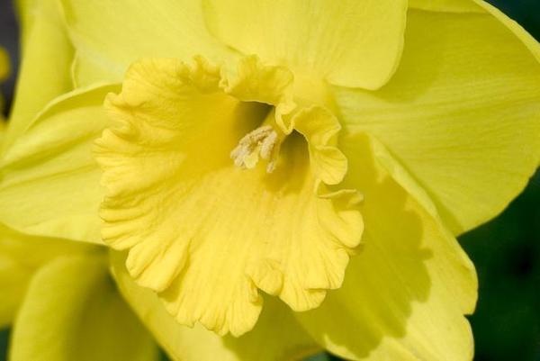 Quick Tips on Using Color in the Garden