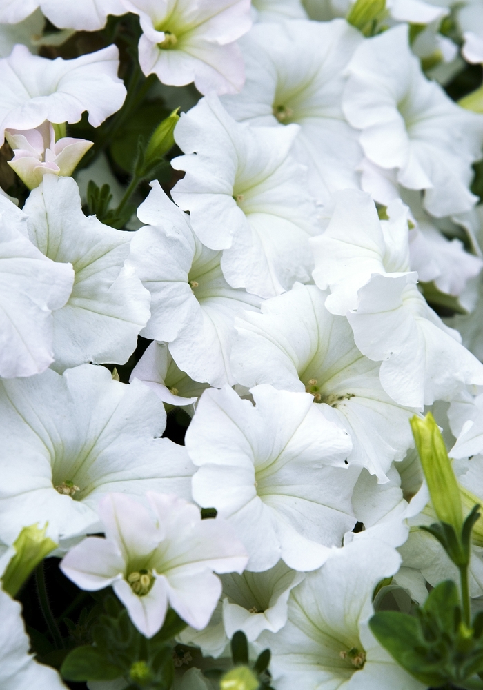 Petunia Wave Easy Wave® White Bloomfield Garden Center